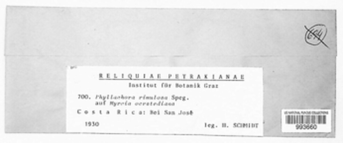 Phyllachora rimulosa image